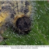 carch lavatherae larva5d